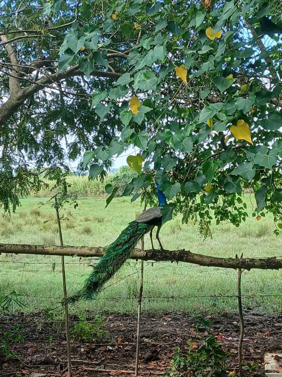 Lagoon Birds - Tangalle Hotel Exterior photo