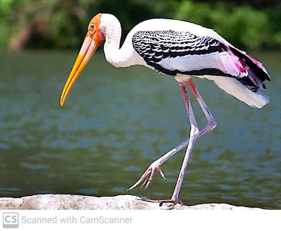 Lagoon Birds - Tangalle Hotel Exterior photo